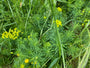 Zypressen-Wolfsmilch - Euphorbia cyparissias