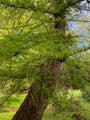 Europäische Lärche / Lärche - Larix decidua