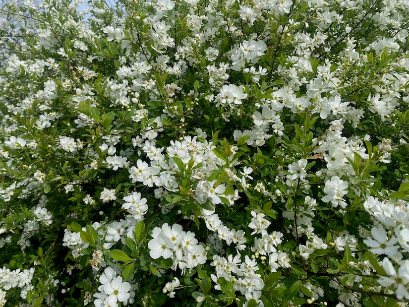 Perlenstrauch - Exochorda x macrantha 'The Bride'