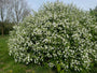 Perlenstrauch - Exochorda x macrantha 'The Bride'