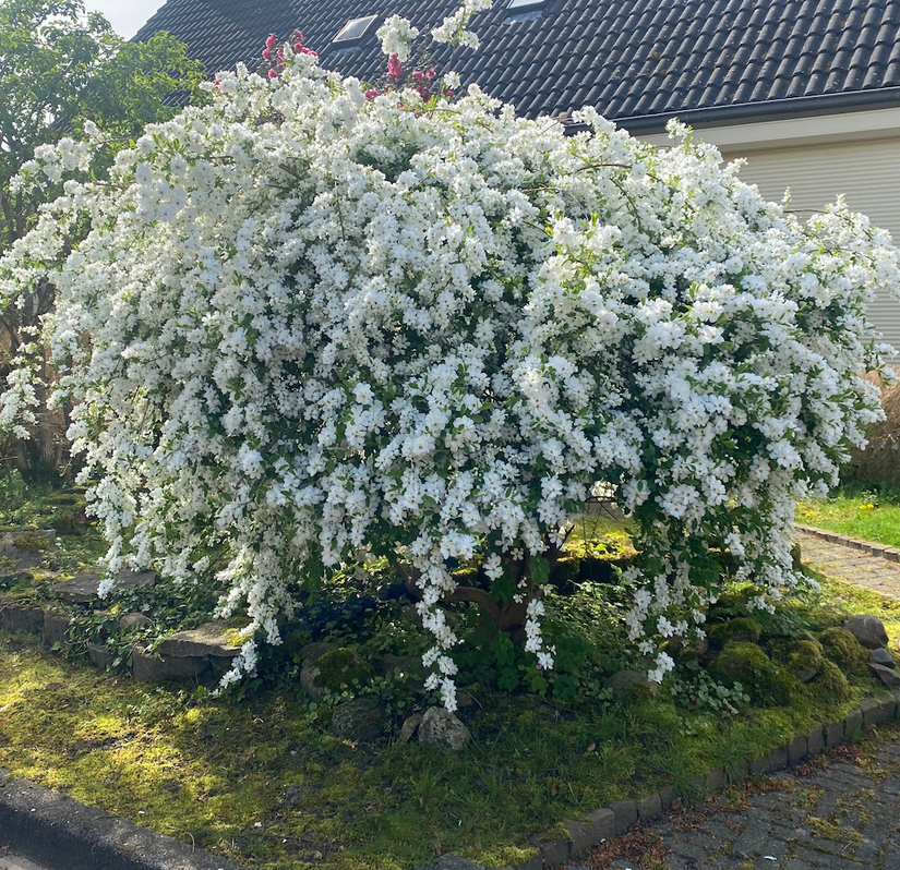 Perlenstrauch - Exochorda x macrantha 'The Bride'