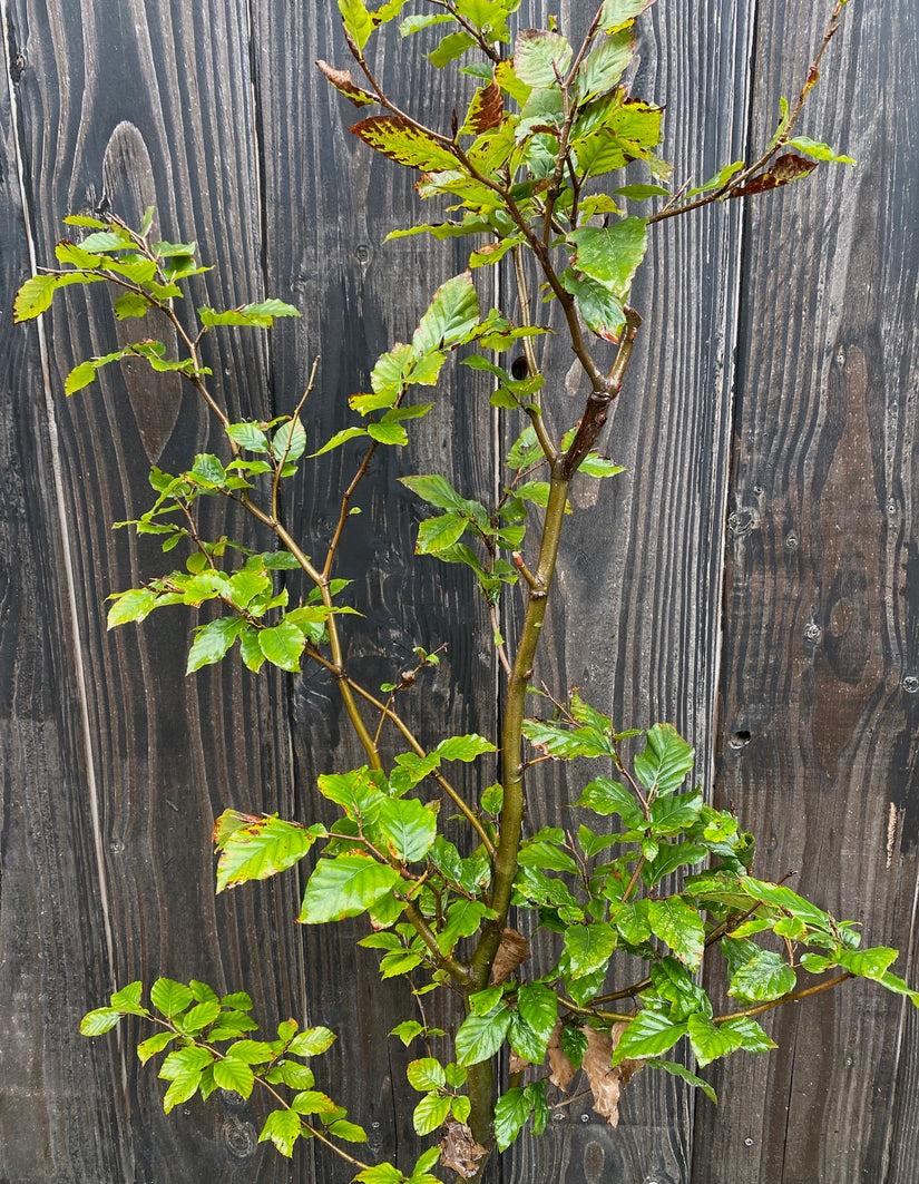 Grüne Buchenhecke - Fagus sylvatica (Immergrüne Buche)