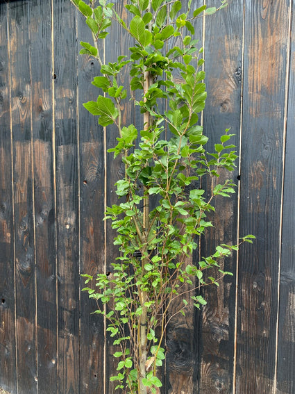  Fagus Dawyck zuilvormige beuk in C15 Pot 175-200 Beveerd