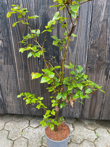 Fagus beuk in C4 pot 80-100 cm. In pot gekweekt = betere aangroei tov blote wortel! 