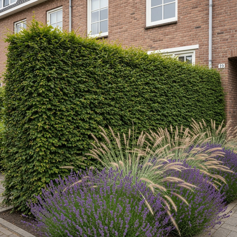 ai sfeerbeeld fagus beukenhaag met lavendel en lampenpoetsersgras in border zorgt voor juiste contrast haag en border in kleur en bloeiwijze.