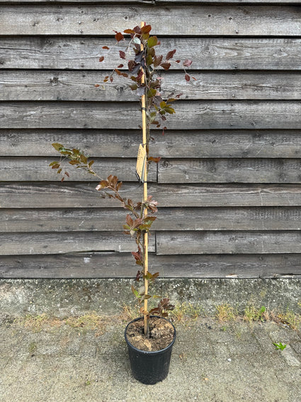 Rote Säulenbuche - Fagus sylvatica 'Dawyck Purple'