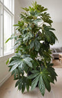 Fingerpflanze - Fatsia japonica