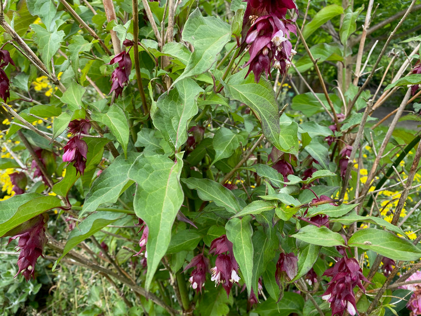 Fasanenbeere - Leycesteria formosa