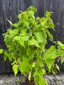 Fasanenbeere - Leycesteria formosa 'Little Lantern'®