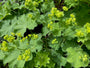 Bio-Schöner Frauenmantel – Alchemilla mollis TIPP