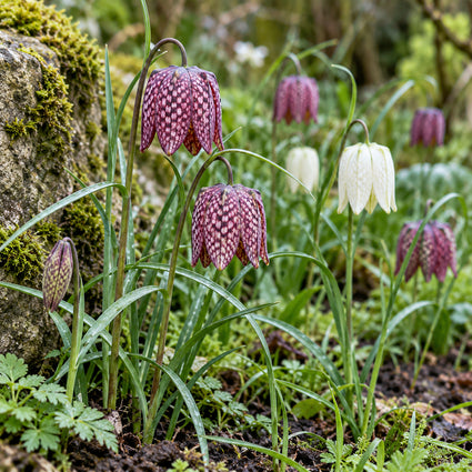 Wilde Schachbrettblumen Zwiebeln Rot und Weiß 60 Stück - Fritillaria meleagris