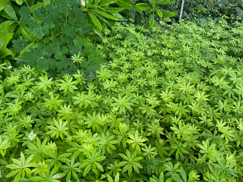 Bio-Süßer Waldmeister - Galium odoratum - (auch pro m2)