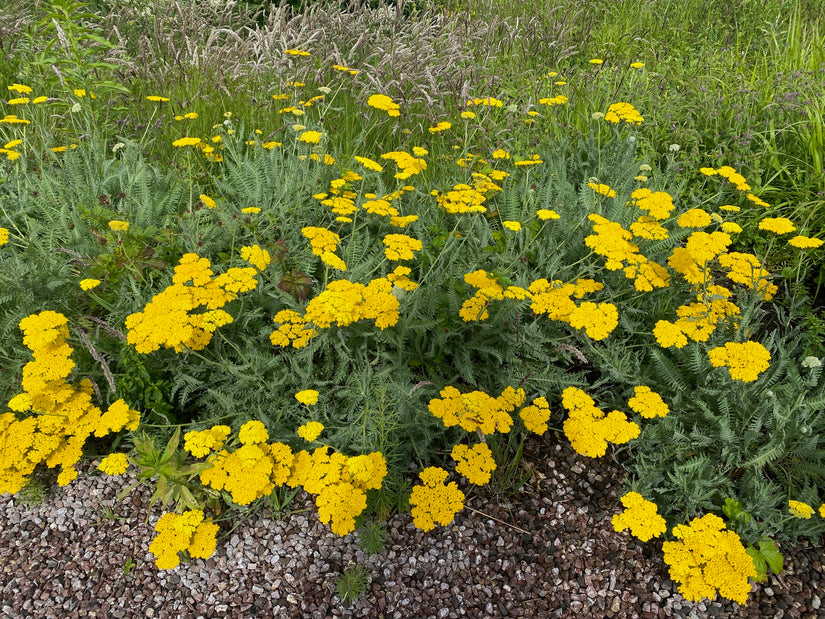 Bio-Schafgarbe - Achillea 'Coronation Gold'