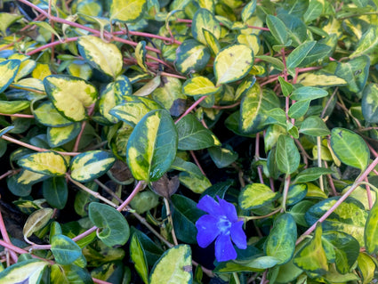 Kleines Immergrün - Vinca Minor 'Illumination'