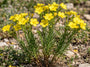 Gelber Flachs - Linum flavum