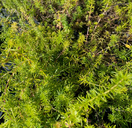 Bio Gelbes Labkraut 'Galium verum'