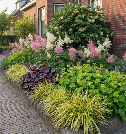 Carex oshimensis 'Evergold' in border met Purperklokje 'Heuchera' palace purple, vrouwenmantel alchemilla, astilbe pluimspirea fanal, klokjesbloem campanula (blauw, rechts) en achtergrond een viburnum tinus struik