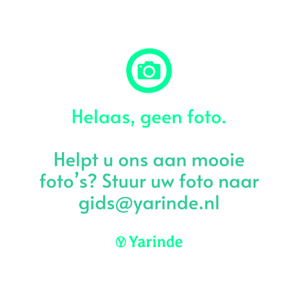 Bruchkiefer - Pinus sylvestris 'Conica'