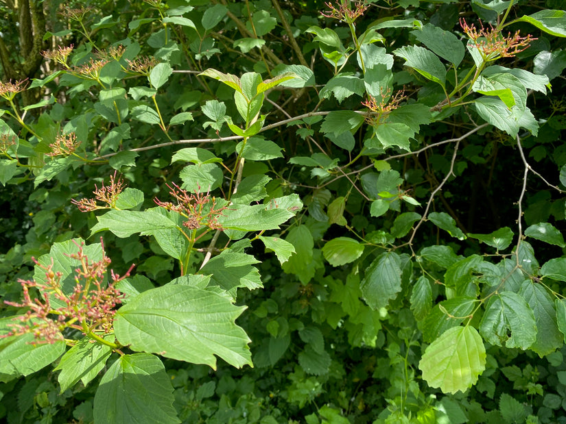 Gelderrose - Viburnum Opulus