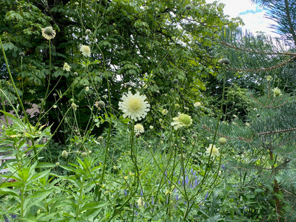 Gelbe Scabiosa / Riesen-Scabiosa - Cephalaria gigantea