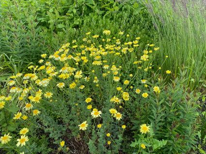 Gelbe Kamille - Anthemis x hybrida 'EC Buxton'