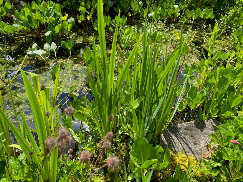 Gelbe Iris - Iris pseudoacorus