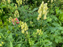 Gelber Eisenhut - Aconitum vulparia