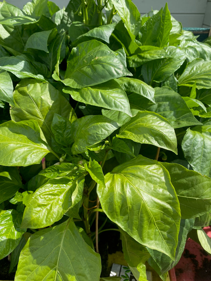 Paprika - Capsicum annuum - Gelber Pfeffer