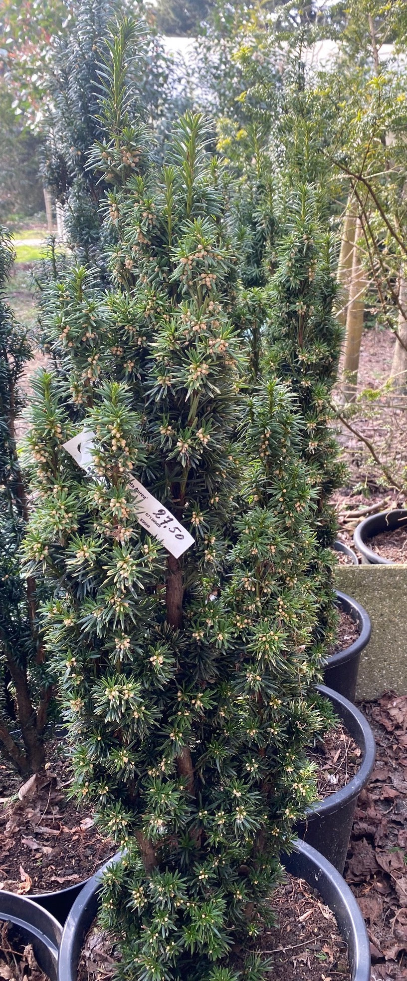 Gelbe Eibe - Taxus baccata 'Fastigiata Aurea' (Säulenförmig)