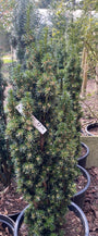 Gelbe Eibe - Taxus baccata 'Fastigiata Aurea' (Säulenförmig)