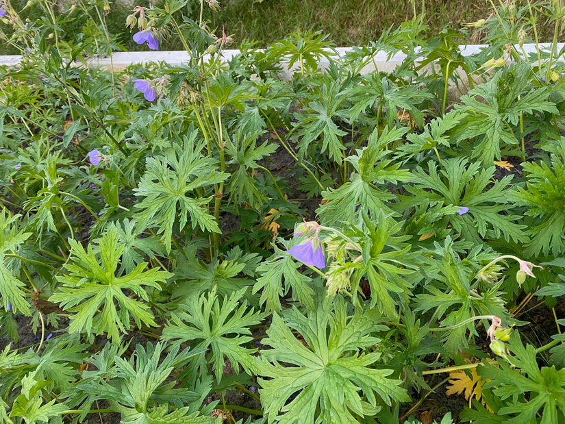 Wiesen-Storchschnabel - Geranium pratense