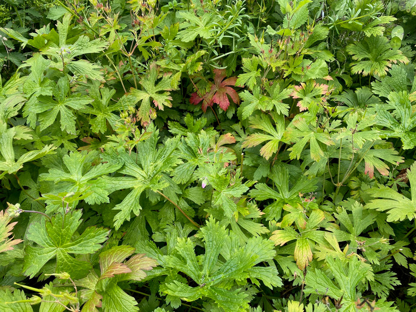 Gefleckter Storchschnabel - Geranium maculatum