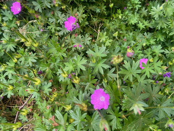 Storchschnabel (Niedrige Art) - Geranium sanguineum 'Max Frei'