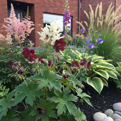 Dunkelvioletter Storchschnabel - Bio Geranium phaeum