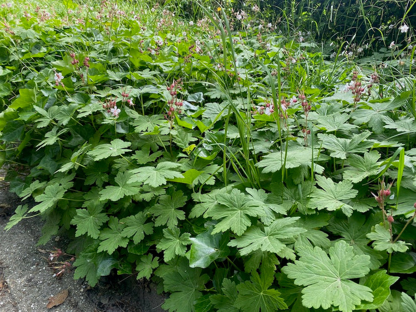 Storchschnabel - Geranium Macrorrhizum 'Spessart'