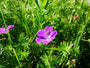 Bio-Storchschnabel - Geranium sanguineum 'Tiny Monster'