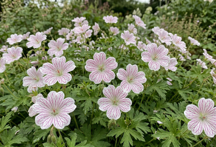 Storchschnabel - Geranium versicolor