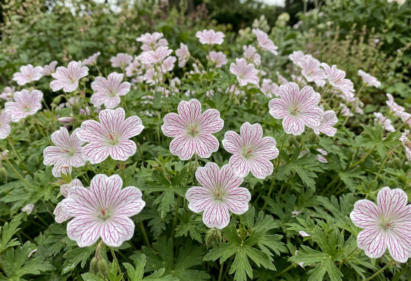 Storchschnabel - Geranium versicolor