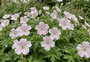 Storchschnabel - Geranium versicolor