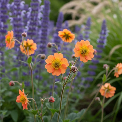 Nailwort - Geum 'Prinzessin Juliana'