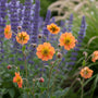 Nailwort - Geum 'Prinzessin Juliana'
