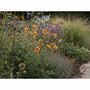 Nailwort - Geum 'Prinzessin Juliana'