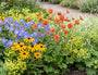 Nagelhaut Orange (Höhe 40 cm) - Geum coccineum 'Borisii'