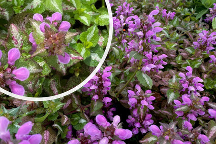 Gefleckte Taubnessel - Lamium maculatum 'Roseum'