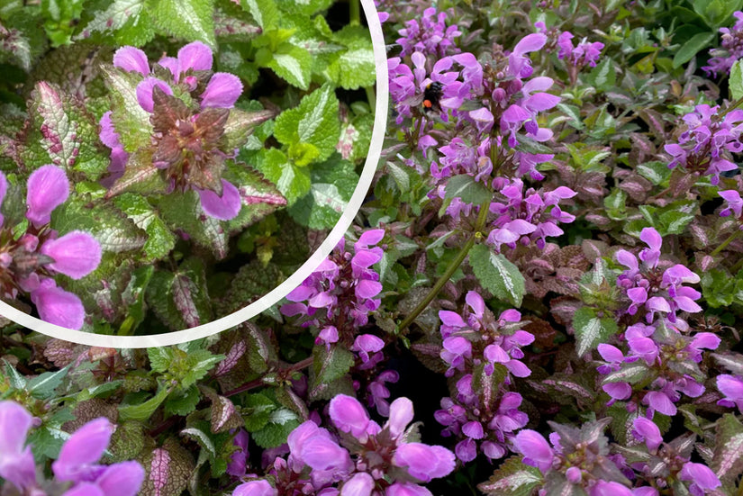 Gefleckte Taubnessel - Lamium maculatum 'Roseum'