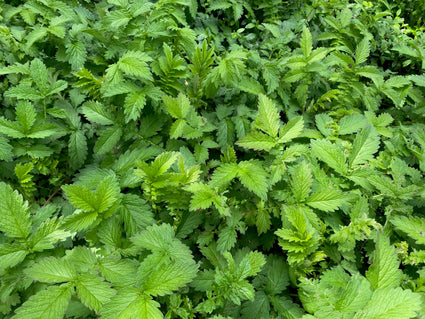 Gemeiner Agrimony - Agrimonia eupatoria