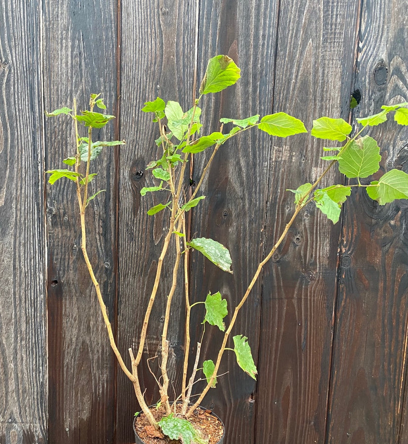 Corylus Avellana in C3 pot 40-50 cm voorbeeld wat u krijgt - Inheemse gewone hazelaar struik