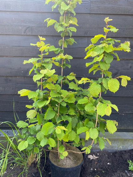 Gemeine Hasel (einheimisch) – Corylus avellana