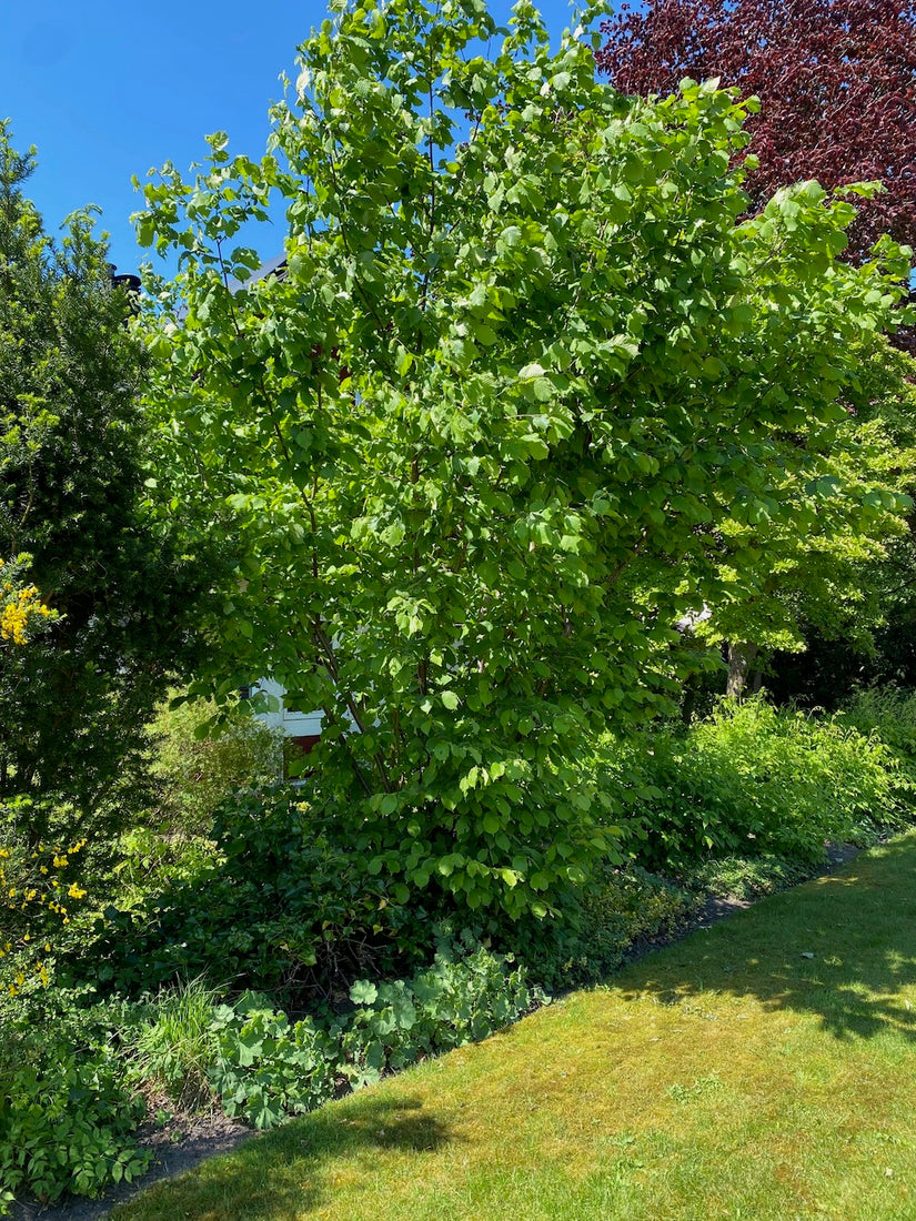 gewone hazelaar 'corylus avellana' in border