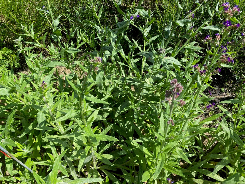 Gewöhnliche Ochsenzunge - Anchusa officinalis